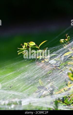 Bristol, Royaume-Uni. 31 juillet 2020. 31/7/20.UN web araignées vu sur une couverture au Royaume-Uni. Crédit photo : Robert Timoney/Alay Live News Banque D'Images