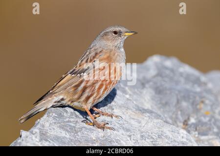 Alpine Accentor (Prunella collaris), vue latérale d'un adulte perché sur un rocher, Trentin-Haut-Adige, Italie Banque D'Images