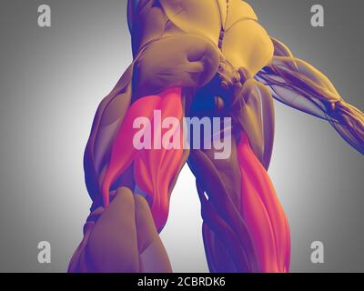 Groupe de muscle de hamstring, système de muscle d'anatomie humaine. illustration 3d. Banque D'Images