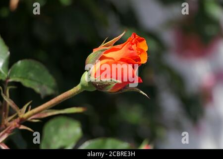 Gros plan d'une rose rouge isolée à moitié ouverte au début été ou ouverture bouton d'une rose rouge avant un arrière-plan vert Banque D'Images