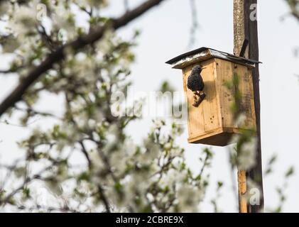 Une étoile près de sa maison, près de la fleur de prunier au printemps Banque D'Images