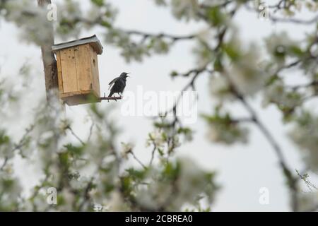 Une étoile près de sa maison, près de la fleur de prunier au printemps Banque D'Images