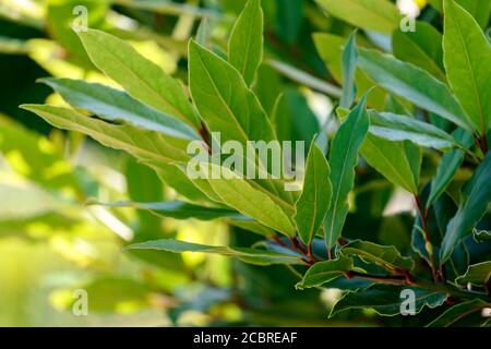 Branche de feuilles de Laurier fraîches vert vif. Banque D'Images