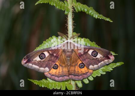 Kleines Nachtpfauenauge - Maennchen, Saturnia Pavonia, petite papillon empereur - homme Banque D'Images