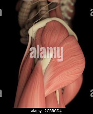 Illustration de l'anatomie du muscle du corps humain. Banque D'Images