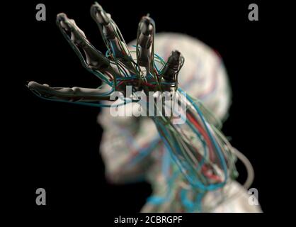 Illustration anatomique du système vasculaire humain. Musclé, squelettique. Illustration 3D. Banque D'Images