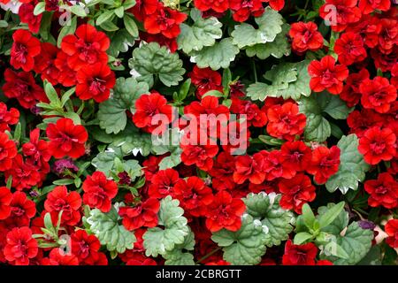 Arrière-plan des fleurs rouges de petunia dans le parc. Banque D'Images