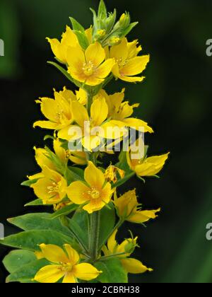 Gros plan des jolies fleurs jaunes sur un pic de fleurs de loosestrife, Lysimachia punctata Banque D'Images