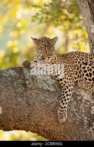 Adulte magnifique léopard couché sur une branche épaisse d'un Arbre à Kruger Park Afrique du Sud Banque D'Images