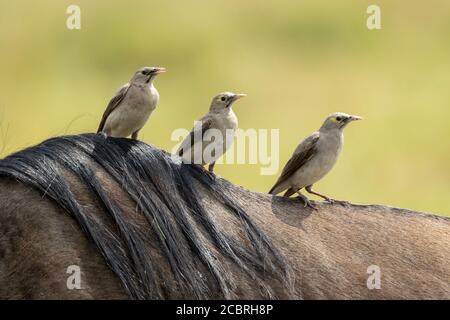 Trois oiseaux assis sur un dos d'un adulte plus sauvage Avec un magnifique fond vert lisse dans Kruger Park Afrique du Sud Banque D'Images