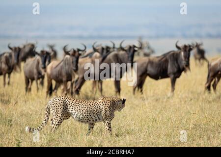 Une guépard adulte marchant a passé un troupeau d'observation des plus sauvages Elle à Masai Mara Kenya Banque D'Images