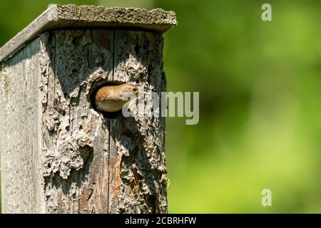 Maison Wren oiseau dans mon pays. Banque D'Images