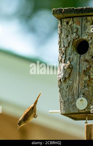 Maison Wren oiseau dans mon pays. Banque D'Images