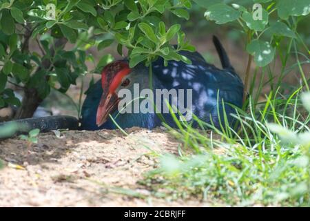 Marécages à tête grise (Porphyrio poliocephalus) Se cachant sous un Bush dans un marais du Moyen-Orient Banque D'Images