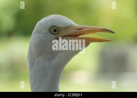 Un gros plan de la tête d'un égret de bétail (Bubulcus ibis) sur fond vert et doux. Banque D'Images