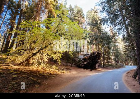 Sequoia National Park à Sunrise California USA Banque D'Images