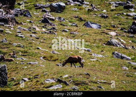 Chamois mangeant de l'herbe Banque D'Images