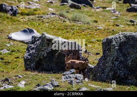 Chamois debout entre les rochers Banque D'Images