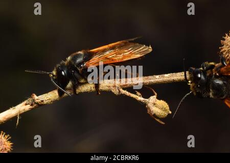 Les abeilles noires piquent pour dormir Banque D'Images