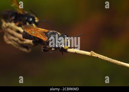 Les abeilles noires piquent pour dormir Banque D'Images