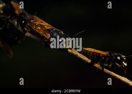 Les abeilles noires piquent pour dormir Banque D'Images