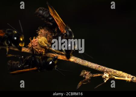 Les abeilles noires piquent pour dormir Banque D'Images