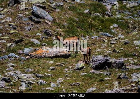 Bébé chamois et sa mère dans les Alpes Banque D'Images