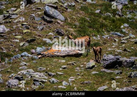 Troupeau de chamois dans la vallée d'Aoste Banque D'Images