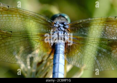 dasher (Pachydipax longipennis), bleu mâle mature, lésine libellule à Dow's Lake, Ottawa (Ontario), Canada. Banque D'Images