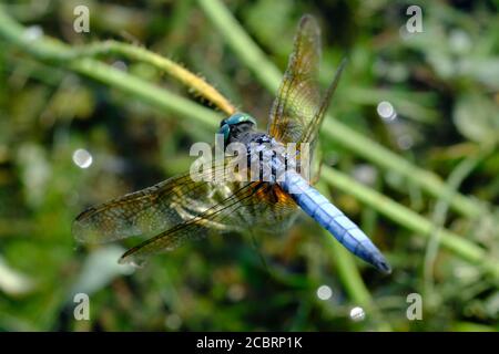 dasher (Pachydipax longipennis), bleu mâle mature, lésine libellule à Dow's Lake, Ottawa (Ontario), Canada. Banque D'Images