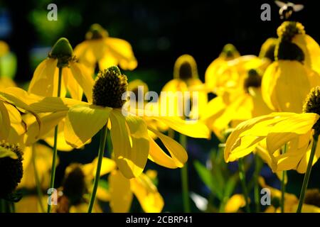 Jaune doré et glorieux, malgré la disparition à la fin de l'été - fleurs jaunes (Ratibida pinnata) à Ottawa, Ontario, Canada. Banque D'Images