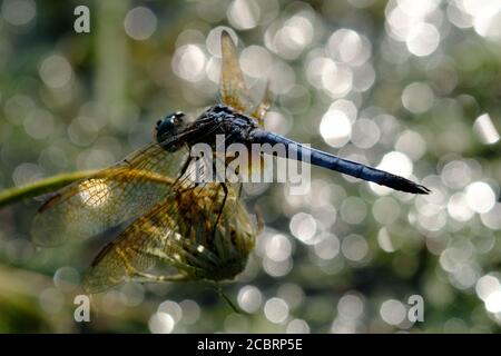 dasher (Pachydipax longipennis), bleu mâle mature, lésine libellule à Dow's Lake, Ottawa (Ontario), Canada. Banque D'Images