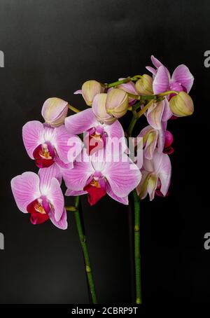Orchidée Phalaenopsis sur fond noir photographié de près, en fleurs et bourgeons Banque D'Images