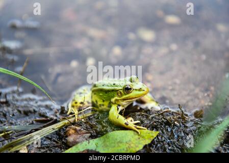 Magnifique grenouille verte sur la rive de la rivière Banque D'Images