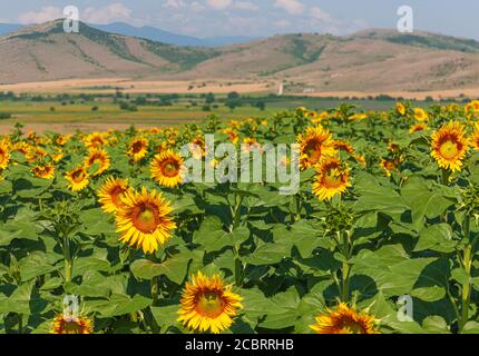 un champ de tournesols sur fond de montagne en milieu rural shipka région de bulgarie Banque D'Images