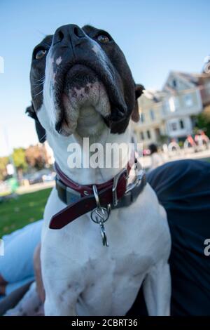 Ce pitbull bénéficie d'un pique-nique au parc Duboce avec son propriétaire à San Francisco, CA, Etats-Unis. Banque D'Images