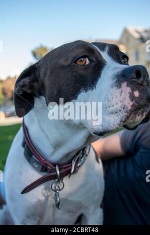 Ce pitbull bénéficie d'un pique-nique au parc Duboce avec son propriétaire à San Francisco, CA, Etats-Unis. Banque D'Images