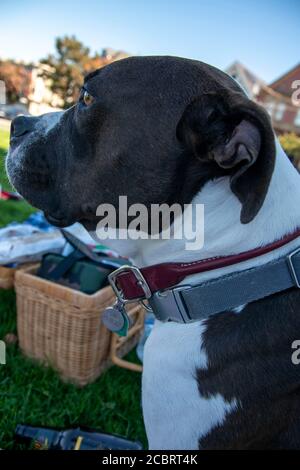 Ce pitbull bénéficie d'un pique-nique au parc Duboce avec son propriétaire à San Francisco, CA, Etats-Unis. Banque D'Images