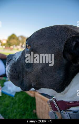 Ce pitbull bénéficie d'un pique-nique au parc Duboce avec son propriétaire à San Francisco, CA, Etats-Unis. Banque D'Images