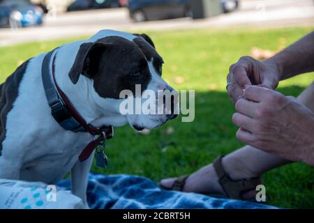 Ce pitbull bénéficie d'un pique-nique au parc Duboce avec son propriétaire à San Francisco, CA, Etats-Unis. Banque D'Images