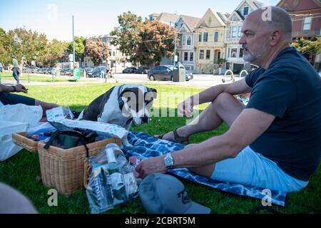 Ce pitbull bénéficie d'un pique-nique au parc Duboce avec son propriétaire à San Francisco, CA, Etats-Unis. Banque D'Images