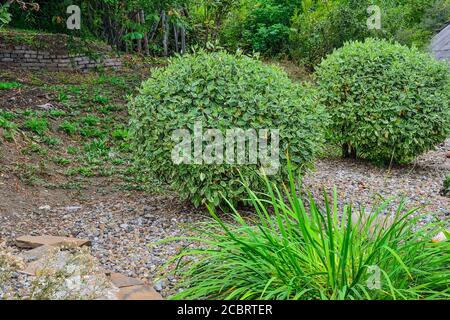 Arbustes ornementaux ronds de bois de Cornouailles (Cornus alba Sibirica Variegata) dans le paysage du jardin. Buisson décoratif avec feuillage varié - blanc Banque D'Images