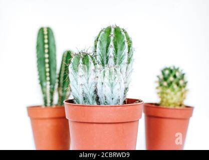 Trois plantes différentes de cactus, un cactus d'arbre, un cactus de ruche et un autre succulent dans des pots de fleurs d'orange isolés sur blanc Banque D'Images