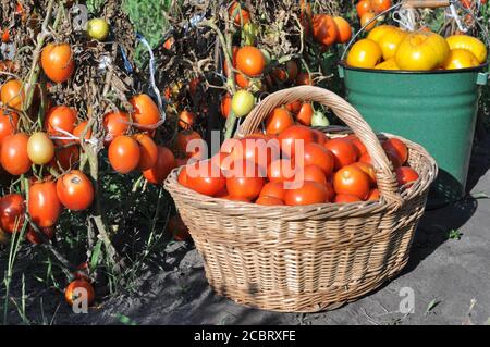 différentes sortes de tomates mûres biologiques fraîchement récoltées dans le potager Banque D'Images