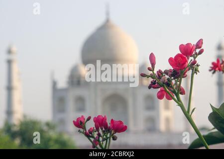 taj mahal profondeur et fleur peu profondes Banque D'Images