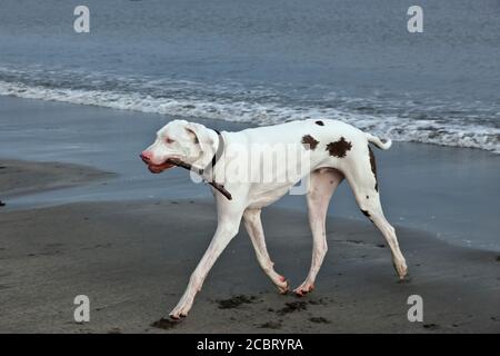 Great Dane 'White Harlequin' mâle, deux ans, se lasse d'un bâton, jouant à la plage, Californie, Banque D'Images