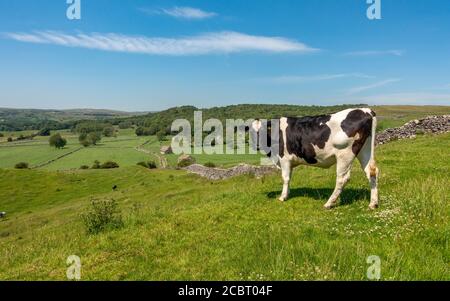 Paysage du Royaume-Uni : vue sur Grassington Woods depuis une piste fortifiée en pierre calcaire avec beaucoup de vieilles granges en pierre dans les pâturages agricoles lors d'une chaude journée d'été W Banque D'Images