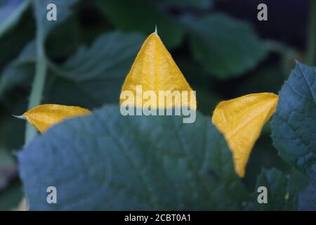 Fleur de courge jaune luxuriante qui pousse dans le jardin d'été urbain de l'arrière-cour. Banque D'Images