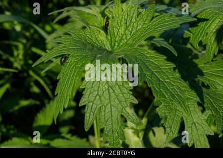 Jeunes plants de marijuana sauvages, illuminés par la lumière du soleil. Vue de dessus Banque D'Images