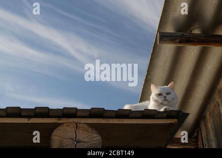 Le chat blanc aux yeux multicolores se trouve discrètement sur le toit de la voûte à droite et regarde d'en haut. Contre le ciel bleu. Placer pour le texte. Banque D'Images